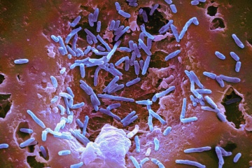 human-microbiome